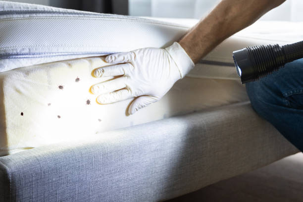Best Emergency Pest Control  in North Hudson, WI