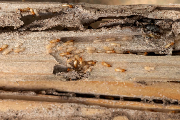Best Pest Inspection Near Me  in North Hudson, WI